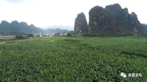 英德黃花鎮(zhèn) 科技賦能，一口傾心的水果傳奇